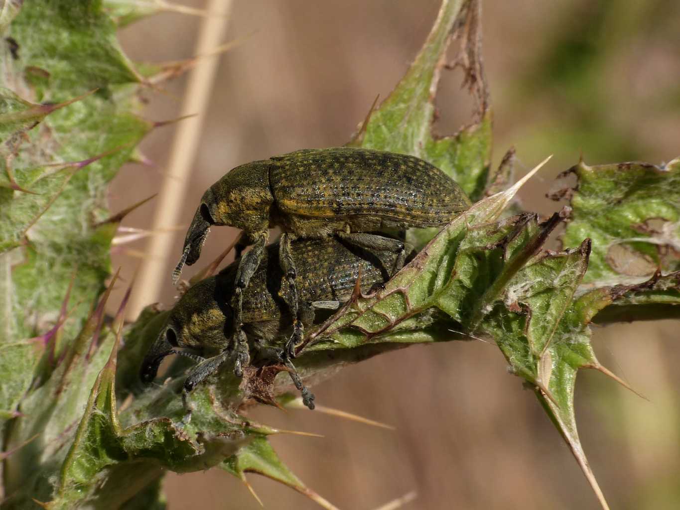 Larinus cynarae (?) in accoppiamento.